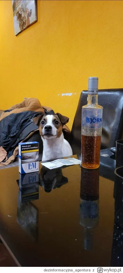 dezinformacyjna_agentura - 100 plusów i Lucky za tą stówkę idzie na DIVĘ.

#jrt #pies...