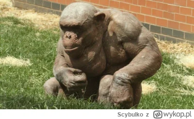 Scybulko - *mówi głosem zachrypniętym*
Podjeżdżcie nocami dla mnie pod bramkę, bo dla...