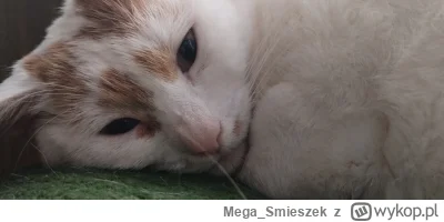 Mega_Smieszek - Kochacie swoje niunie skarbunie? ᶘᵒᴥᵒᶅ

#koty #pokazkota