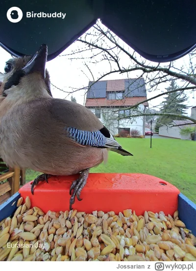 Jossarian - Mól najnowszy gadżet, karmnik dla ptaków z kamerą. Dziś były odwiedziny s...