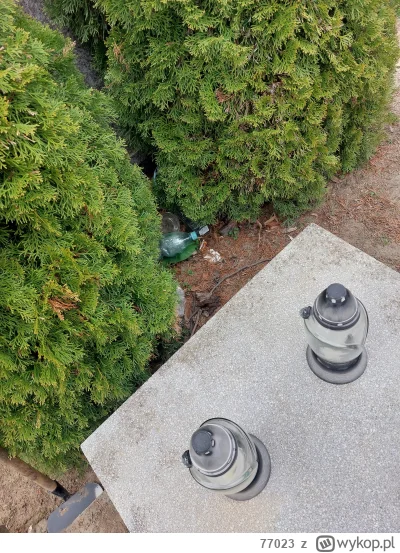 77023 - Ludzie to świnie, chłop był na cmentarzu poogarniać i przy grobie prababci zn...