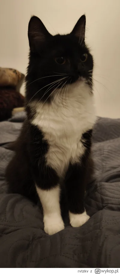 rvtzkv - Nela mówi dobry wieczór #pokazkota #koty