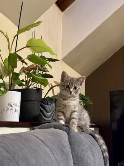 wybryk_natury - #misiafanclub #pokazkota