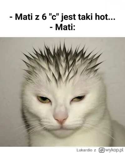 Lukardio - #kot #koty #moda #niebieskiepaski #rozowepaski #podrozujzwykopem #takbylo ...