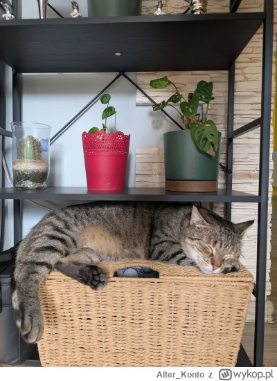 Alter_Konto - #pokazkota #kitku #koty