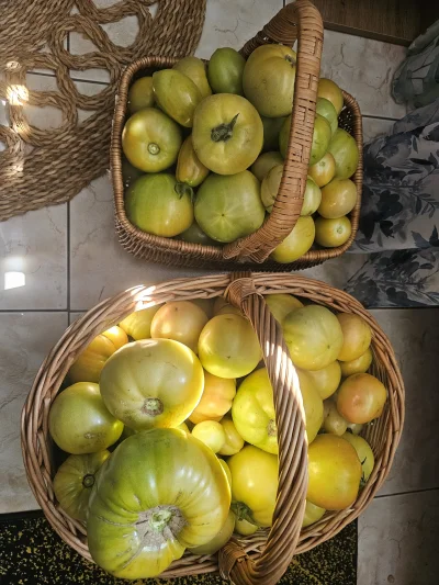 Gruboklates - #pomidory #warzywa #ogrodnictwo #pomidor 
Karencja minęła. Zarazy nie w...