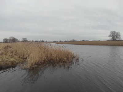 Choma_Brutus - U mnie na wsi jest ośmiu kawalerów na których przypada zero dziewczyn ...