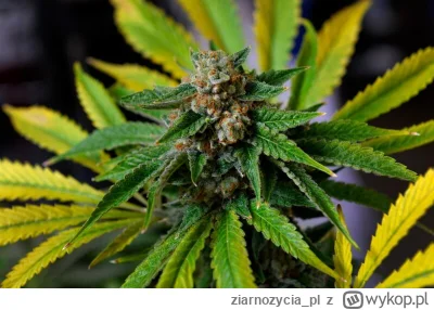 ziarnozycia_pl - Aktualne promocje na nasiona marihuany! 
Podwajamy gratisy :) 
- za ...