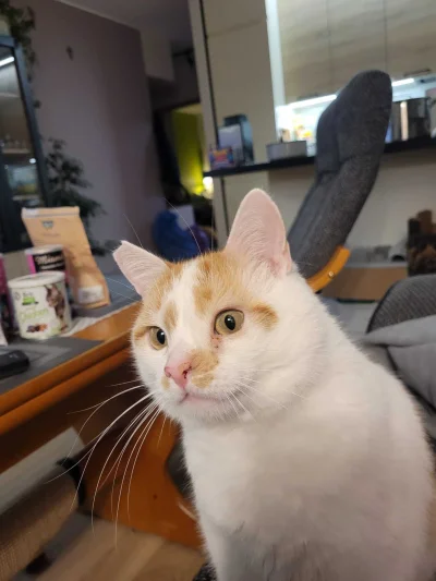 RicoElectrico - Ktoś powiedział smaczki?
#pokazkota