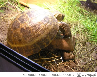 XDDDDDDDDDDDDDDDDDLOOOL - @paramyksowiroza:  Tak: