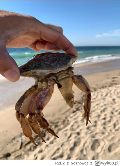 R2D2zSosnowca - @R2D2zSosnowca smiesznypiesek