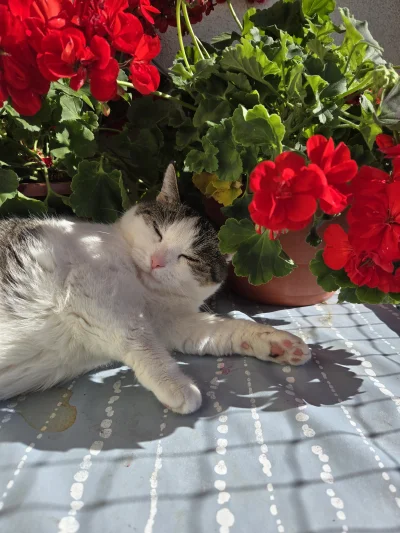 Solsith - @LimboNoir: oj tak, lubimy słoneczko(｡◕‿‿◕｡)