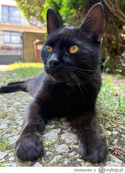 Jimbambo - Taki Kotek o imieniu Roman, czy wolno plusa jemu? ᶘᵒᴥᵒᶅ
#kot #heheszki #ko...