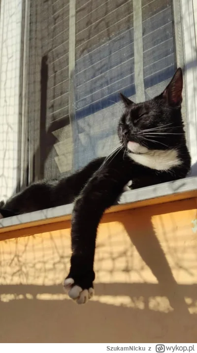 SzukamNlcku - Zdzisław na pełnym chilloucie 
#pokazkota #koty