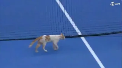 Madziol127 - Koteł chciał w tenisa pograć w Doha (⌐ ͡■ ͜ʖ ͡■) #tenis #kotek #koteczki...