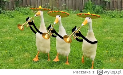 Pieczarka - #f1 UF MAJĄ FARTA