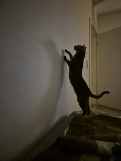 Lujdziarski - #pokazkota #dziarskikacperek Chłop mówi, że w ścianie są duchy. Aktualn...