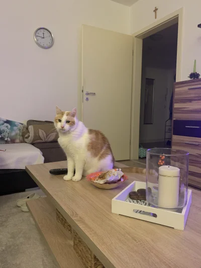 Lujdziarski - #pokazkota #dziarskikacperek Dzisiaj mijają dokładnie 4 lata, jak gagat...