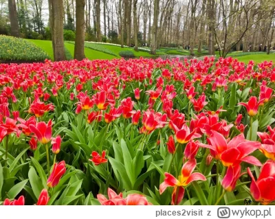 places2visit - Cześć

Słyszeliście o Keukenhof? To najpopularniejsze ogrody tulipanów...
