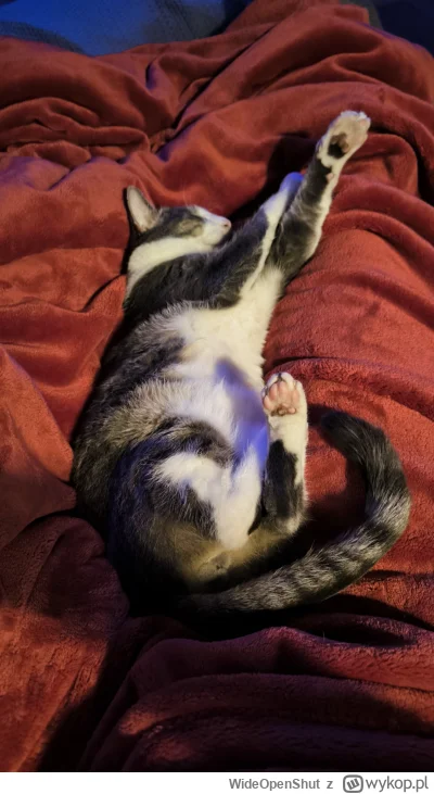 WideOpenShut - Wskakuj do śpiulkolotu! Nie ma czasu na pytania ( ͡° ᴥ ͡°)
#kot #pokaz...