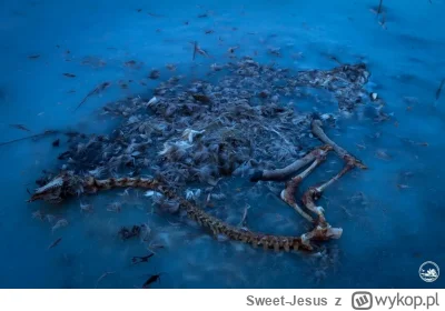 Sweet-Jesus - To szczątki młodego jelenia znalezione na jednym z zamarzniętych jezior...