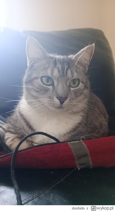 donfallo - #pokazkota