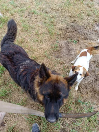 Choma_Brutus - To co widzicie na zdjęciu to chłop rolny, psami i kosą - zwróćcie uwag...