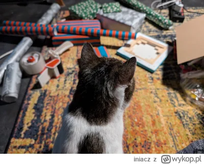 iniacz - Kondonek #kotfoton pakuje #wykopaka (｡◕‿‿◕｡) Świetnie mu idzie. To jest bard...