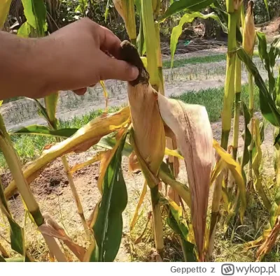 Geppetto - #raportzpanstwasrodka Kukurydzy kolby dzień dobry, dzień dobry