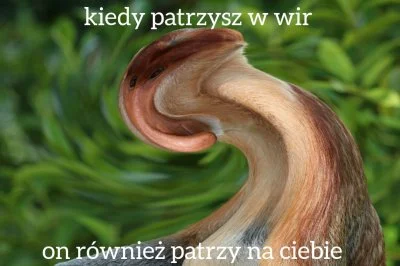 red7000 - Najlepszym tagiem na wykopie jest #konkursnanajbardziejgownianymemznosaczem...