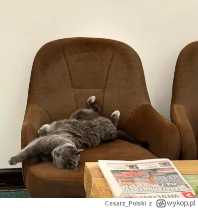 Cesarz_Polski - #kotekwrocek #wroclaw
