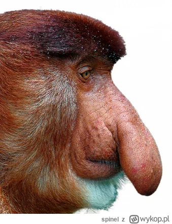 spinel - Dość 
#paryz2024