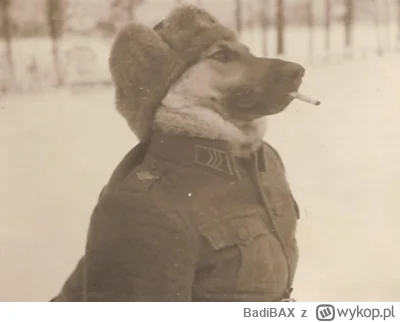 BadiBAX - Finnish military dog during WWII [1939]  #smiesznypiesek