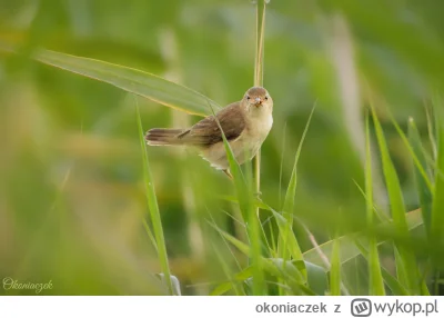 okoniaczek - Target spotted.
Łozówka.

#ptaki #fotografia #ptaszkowpis #tworczoscwlas...