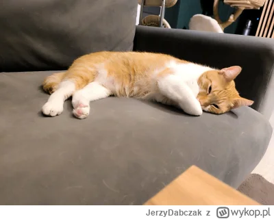 JerzyDabczak - jestę łulwerinę.
#pokazkota