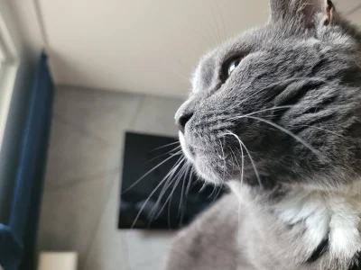 klefonafide - Kochacie swoje kotki?

#Koty #pokazkota #smiesznekotki