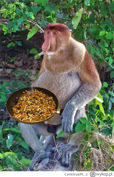 Cerb3rusPL - #konkursnanajbardziejgownianymemznosaczem