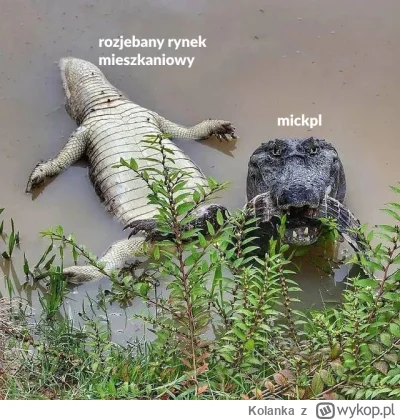 Kolanka - #nieruchomosci