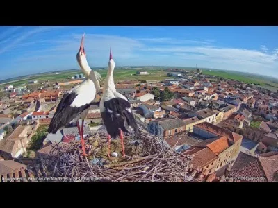 brunetroll089 - Relacja na żywo, młode bocianiątko zostawione przez rodzica na czas b...