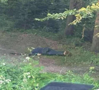 wybitny-mistrz-welny - #tadeuszduda #policja #poszukiwania #prawo #państwozkartonu #l...