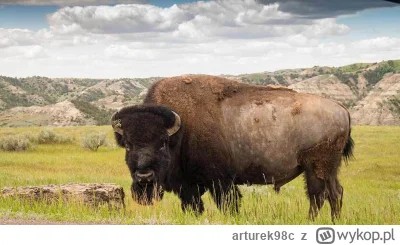 arturek98c - ale taki bizon musiał mieć zajebiście w tym USA przed przypłynięciem Eur...