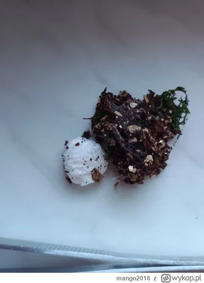 m.....8 - @mango2018:po wyciągnięciu