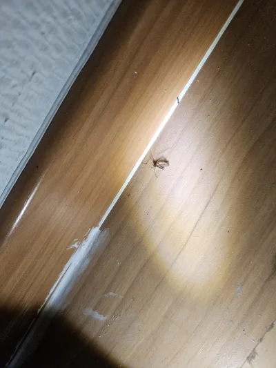 AlexBrown - @AlexBrown