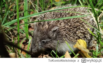 ToKontoNieIstnieje - Jeż tupta