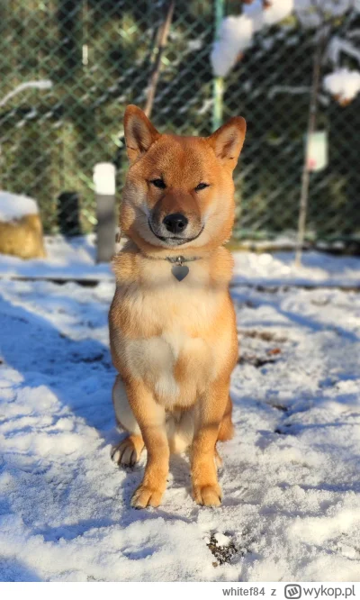 whitef84 - #pokazpsa #shibainu #smiesznypiesek 

Enzo skończył właśnie 6 miesięcy, ro...