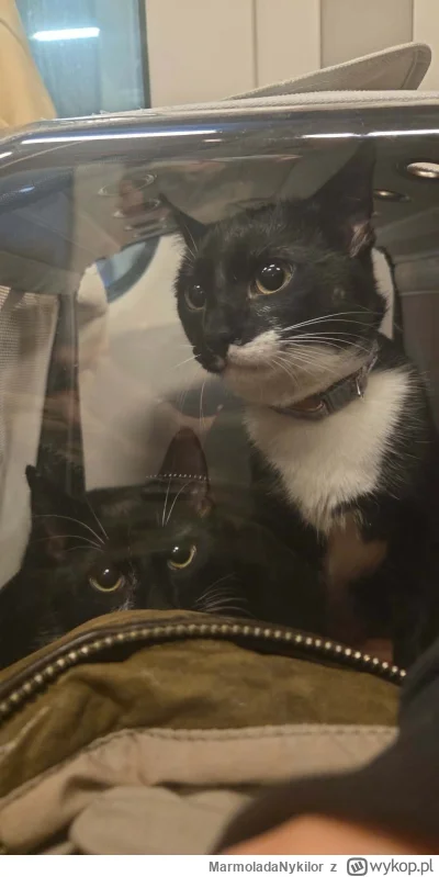 MarmoladaNykilor - #pchelkafanclub #kot kot który jeździł koleją
