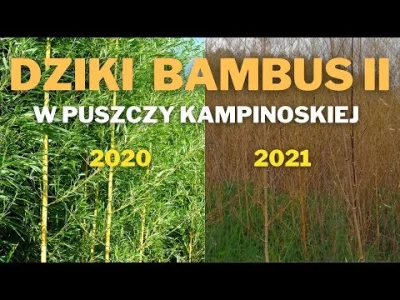 Soongoku - Pracownicy lasów państwowych donoszą iż widziano jakiegoś oszołoma nagrywa...