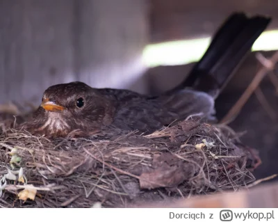 Dorciqch - Ptasi update odnośnie tego wpisu
Otóż okazuje się, że jest to pani kos. Ak...