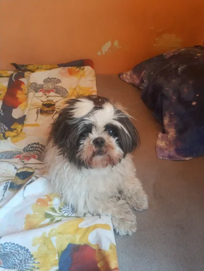 HorrorystycznyDemonPagona