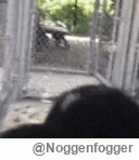 Noggenfogger - #famemma